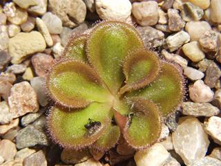 D. erythrorhiza subsp. squamosa