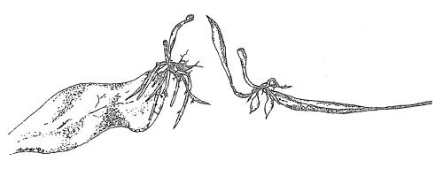 Mnoen U. alpina z asimilanho prtu - 1 msc star
