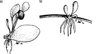 a) G. Lobata  druh list odrezku  b) Mlad rastlina G.