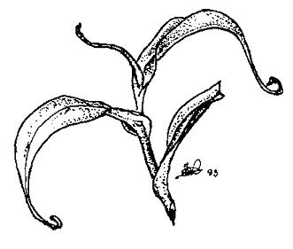 Mlad rostlina Nepenthes