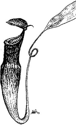 Lka Nepenthes cv.Mastersiana