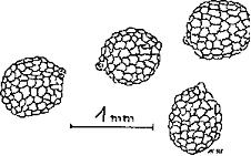 Schematick nkres semen Drosera prolifera