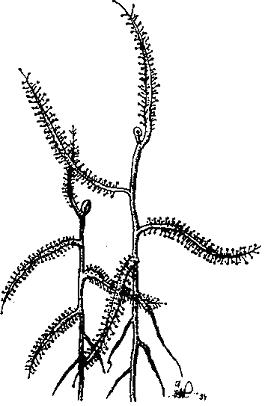 Vrchn sti rostlin Drosera indica