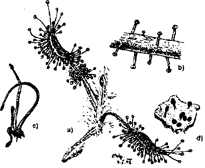 2006-11-13 Drosera scorpioides Planchon
