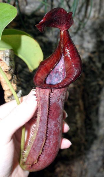 Nepenthes lowii x truncata