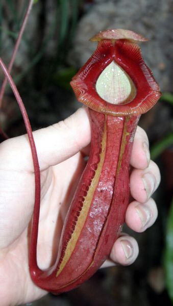 Nepenthes ventricosa-squad, red x (spathulata x lowii)