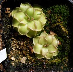 Pinguicula rotundiflora