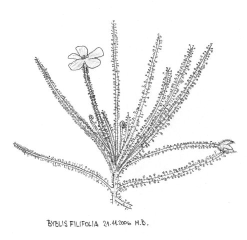 Byblis filifolia