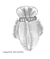Cephalotus follicularis