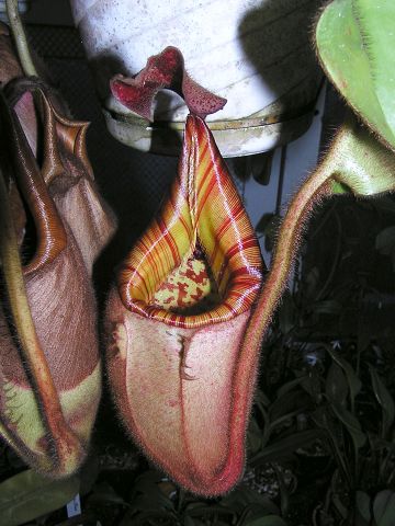Nepenthes veitchii