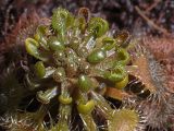 Drosera rotundifolia - hibernakulum
