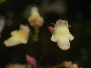 Genlisea pygmaea