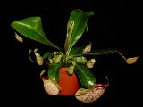 Nepenthes rafflesiana × ampullaria - (Nepenthes × hookeriana)