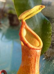 Nepenthes alata × ventricosa - (Nepenthes × ventrata)