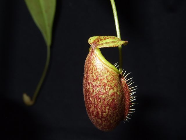 Nepenthes gymnamphora