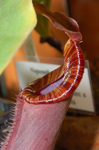 Nepenthes lowii × truncata