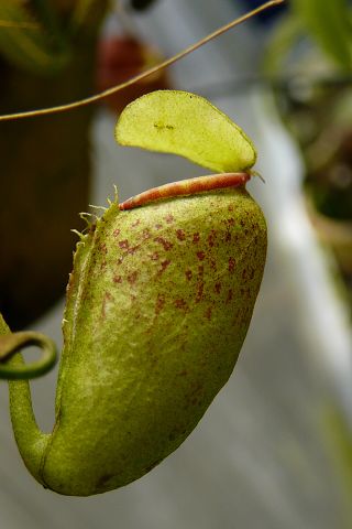 Nepenthes flava 