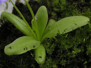Pinguicula longifolia subsp. longifolia