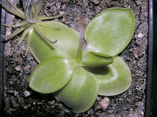 Pinguicula macrophylla