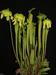 Sarracenia flava × oreophila