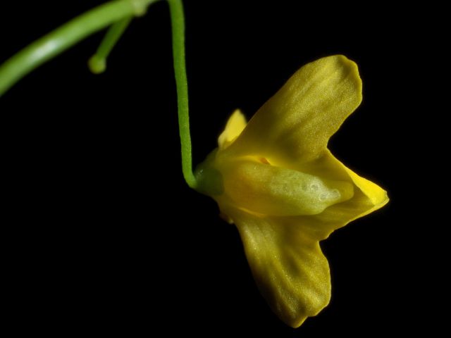 Utricularia aureomaculata