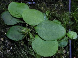 Utricularia calycifida 'Lavinia Whateley'