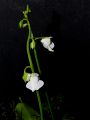 Utricularia calycifida 'Lavinia Whateley'