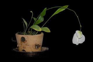 Utricularia praetermissa