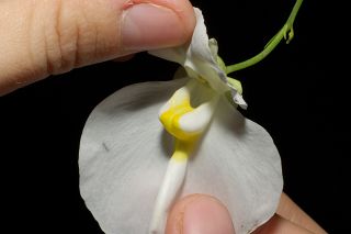 Utricularia praetermissa