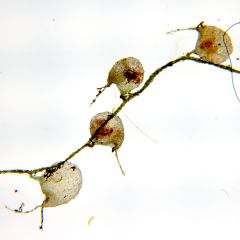 Utricularia reniformis