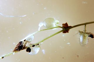 Utricularia longifolia