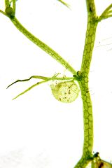 Utricularia gibba