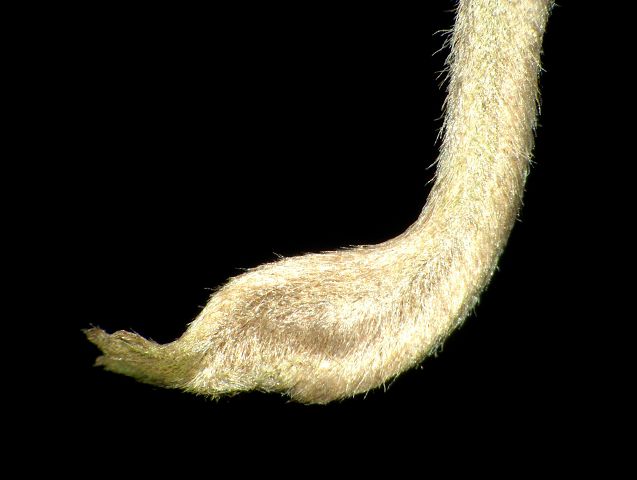 Nepenthes aristolochioides