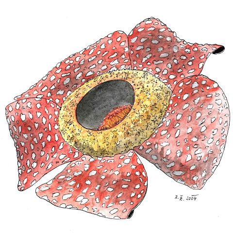 Rafflesia arnoldii R. Brown