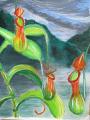 Nepenthes sp. - Mlha v údolí
