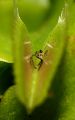 Dionaea muscipula - poslední modlitba