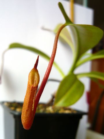 Nepenthes ventricosa × (macrophylla × lowii)