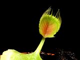 Dionaea muscipula 'Cupped Trap'