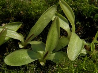 Pinguicula grandiflora subsp. rosea × vallisneriifolia