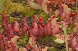 Sarracenia purpurea subsp. venosa var. burkii