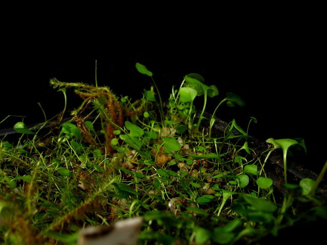 Utricularia nephrophylla