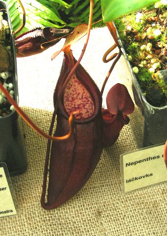 Nepenthes densiflora