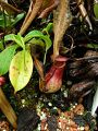 Nepenthes masoalensis