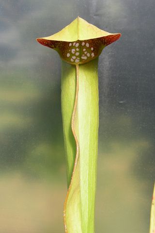 Sarracenia minor var. okefenokeensis