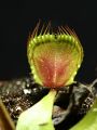 Dionaea muscipula 'Cupped Trap'