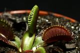 Dionaea muscipula &quot;Red Dragon&quot;