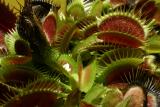 Dionaea muscipula "Fine Tooth" × "Red"