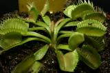 Dionaea muscipula "Yellow"
