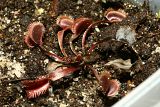 Dionaea muscipula &quot;Red Sawtooth&quot;