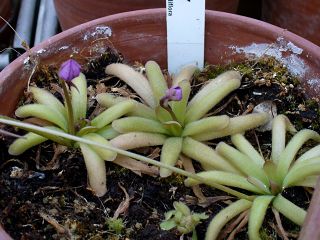 Pinguicula moctezumae × rotundiflora